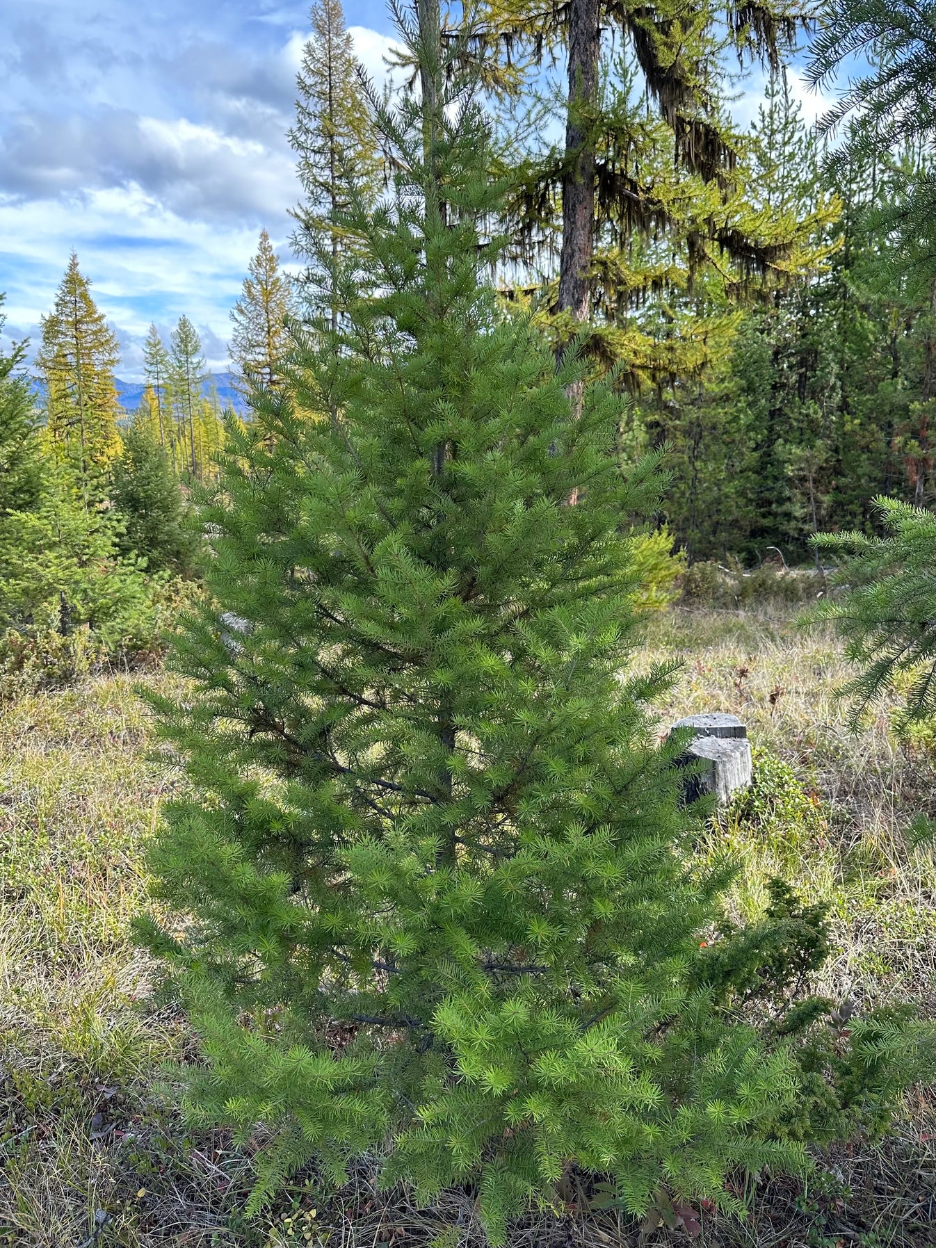 Rocky Mountain Douglas Fir Tree – Montana Christmas