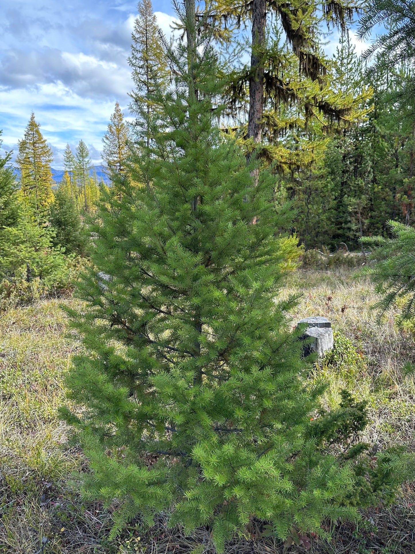 Rocky Mountain Douglas Fir Tree